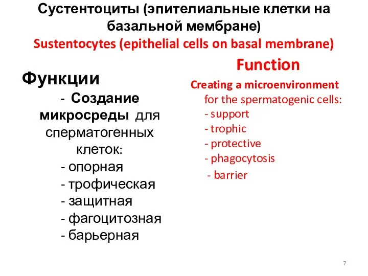 Сустентоциты (эпителиальные клетки на базальной мембране) Sustentocytes (epithelial cells on basal membrane)