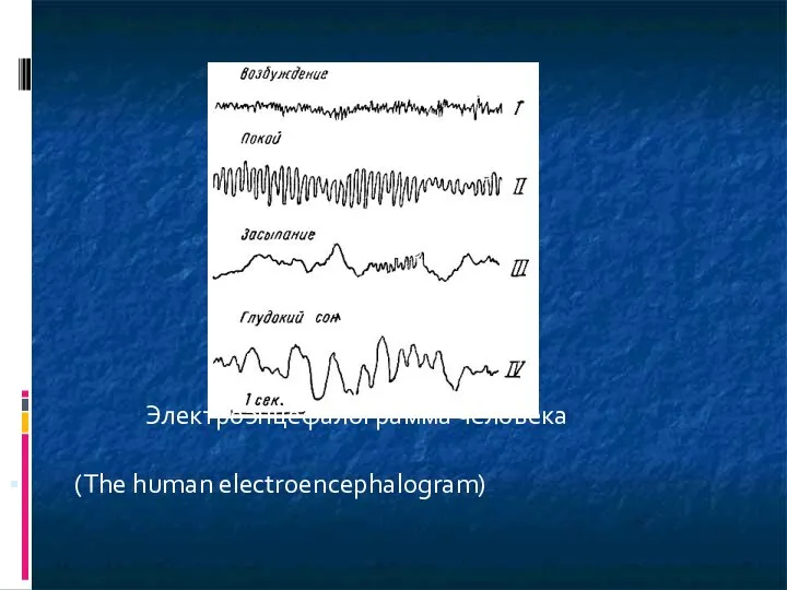 Электроэнцефалограмма человека (The human electroencephalogram)