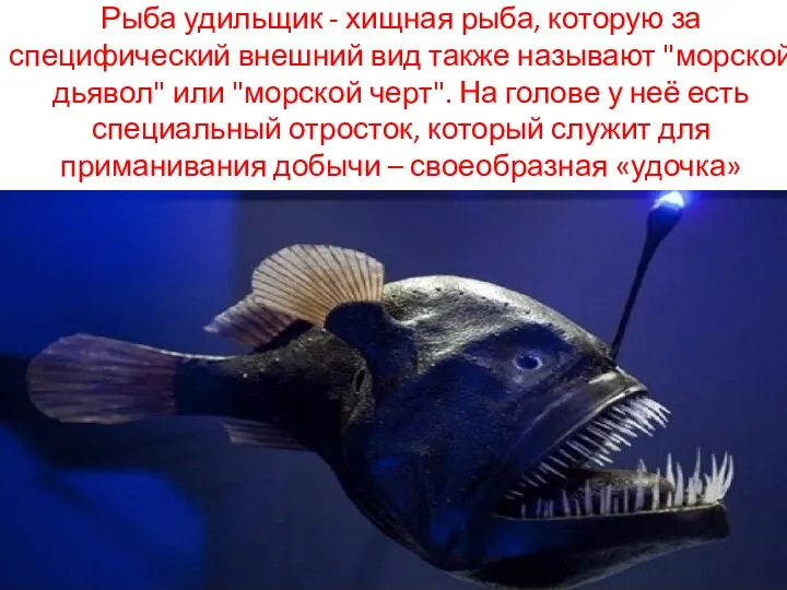Рыба удильщик - хищная рыба, которую за специфический внешний вид также называют