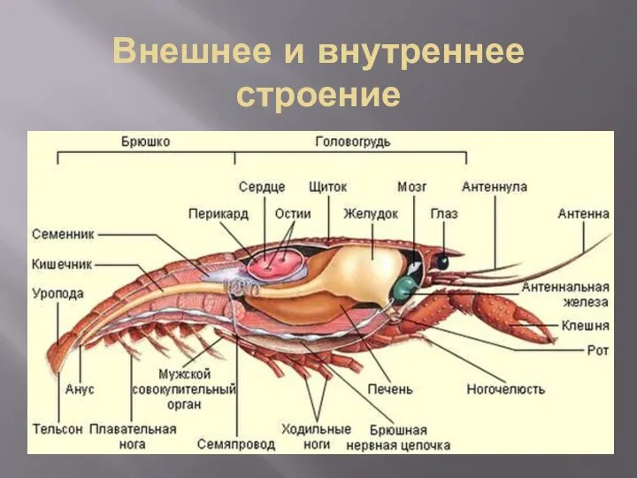 Внешнее и внутреннее строение