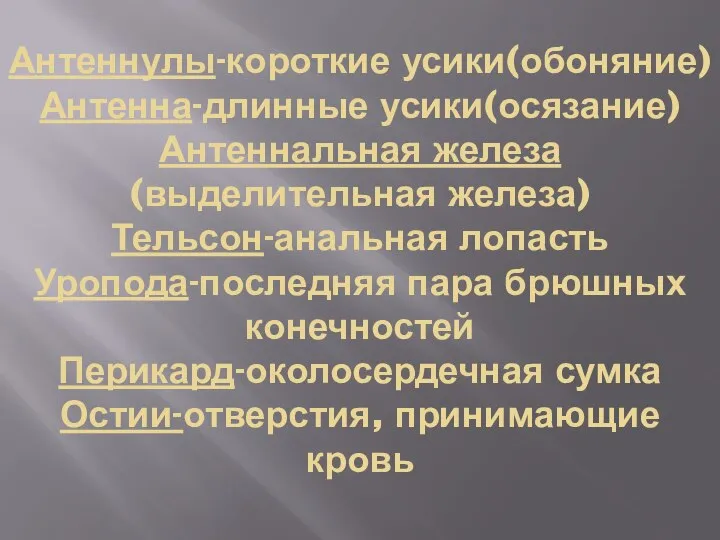 Антеннулы-короткие усики(обоняние) Антенна-длинные усики(осязание) Антеннальная железа(выделительная железа) Тельсон-анальная лопасть Уропода-последняя пара брюшных