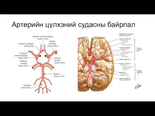 Артерийн цүлхэний судасны байрлал