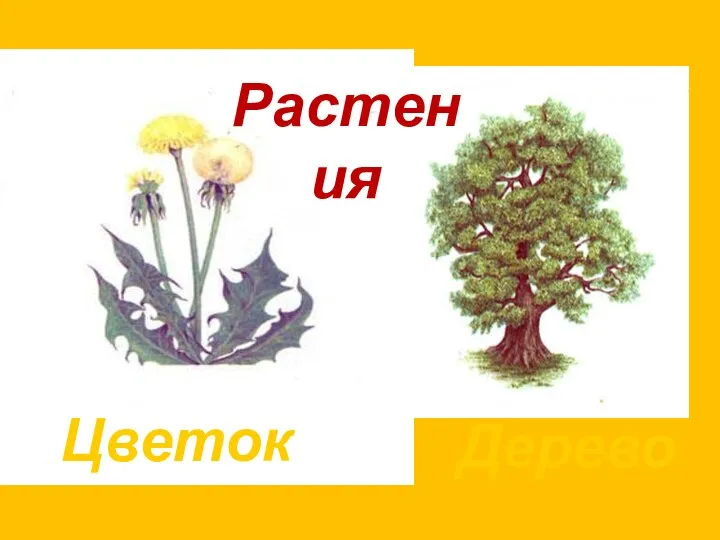 Растения Цветок Дерево