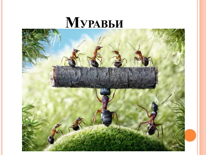 Муравьи