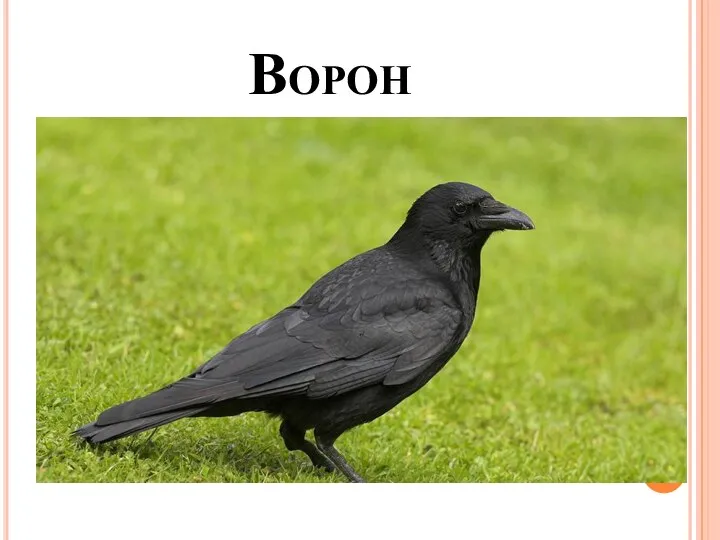 Ворон