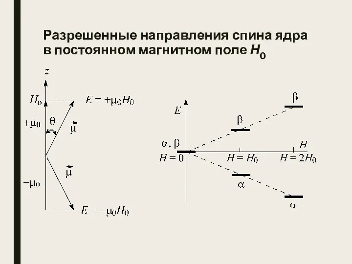 Разрешенные направления спина ядра в постоянном магнитном поле Н0