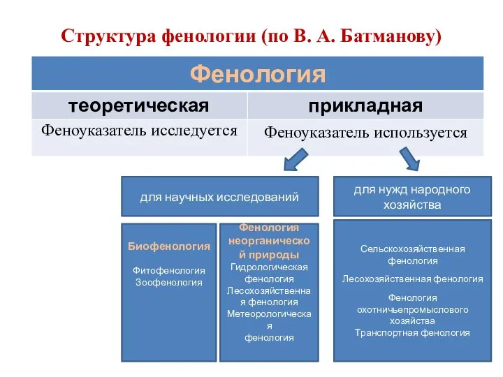 Структура фенологии (по В. А. Батманову) для научных исследований для нужд народного