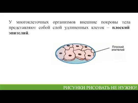 У многоклеточных организмов внешние покровы тела представляют собой слой удлиненных клеток –