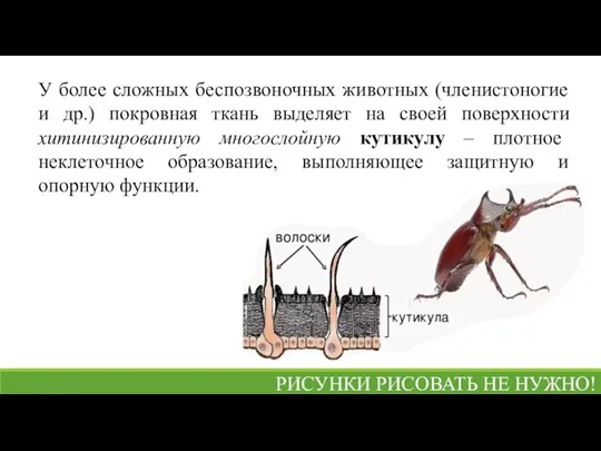 У более сложных беспозвоночных животных (членистоногие и др.) покровная ткань выделяет на