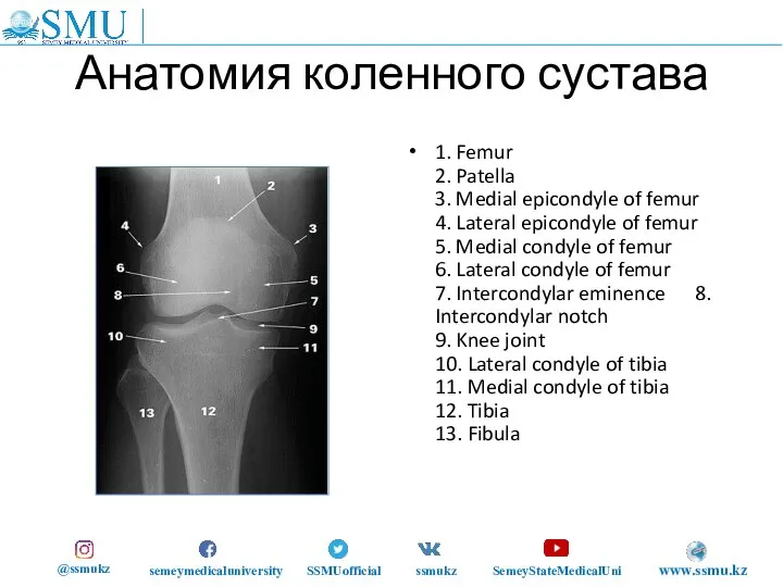 Анатомия коленного сустава 1. Femur 2. Patella 3. Medial epicondyle of femur