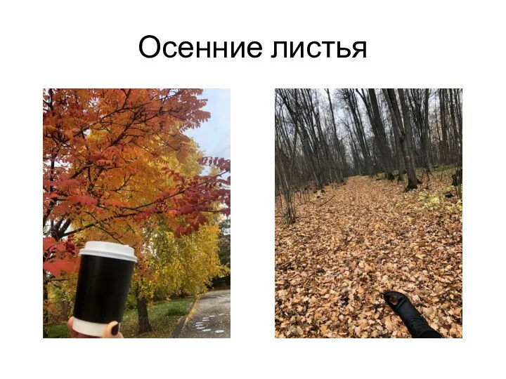 Осенние листья