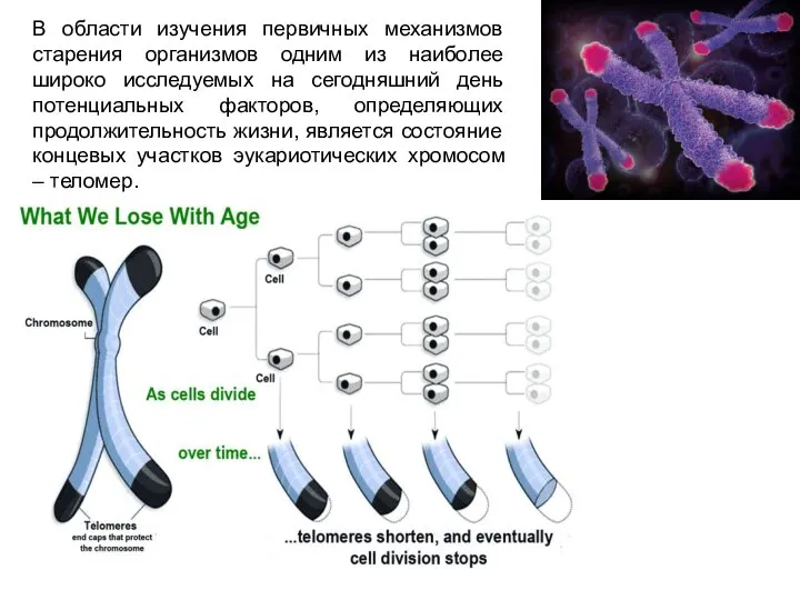 В области изучения первичных механизмов старения организмов одним из наиболее широко исследуемых
