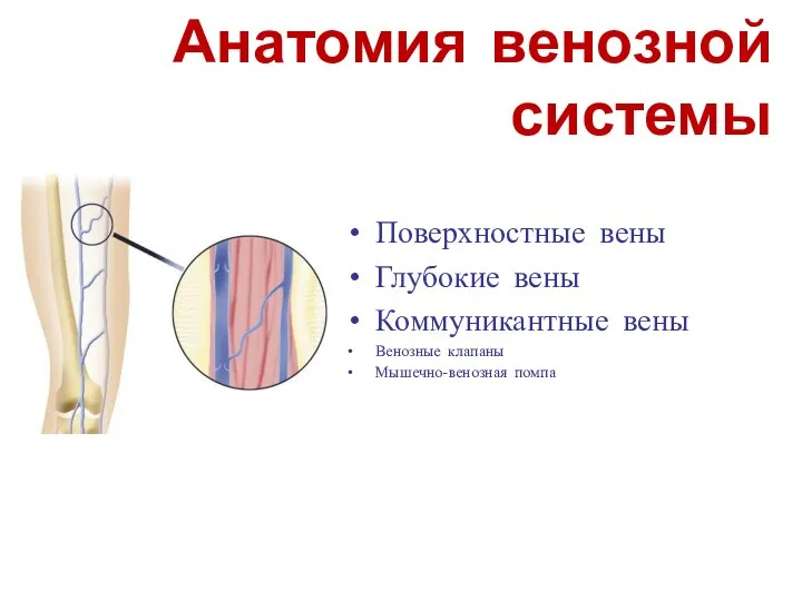 Анатомия венозной системы Поверхностные вены Глубокие вены Коммуникантные вены Венозные клапаны Мышечно-венозная помпа