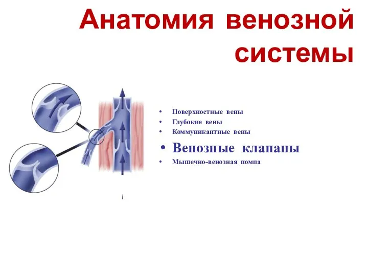 Анатомия венозной системы Поверхностные вены Глубокие вены Коммуникантные вены Венозные клапаны Мышечно-венозная помпа