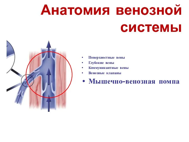 Анатомия венозной системы Поверхностные вены Глубокие вены Коммуникантные вены Венозные клапаны Мышечно-венозная помпа