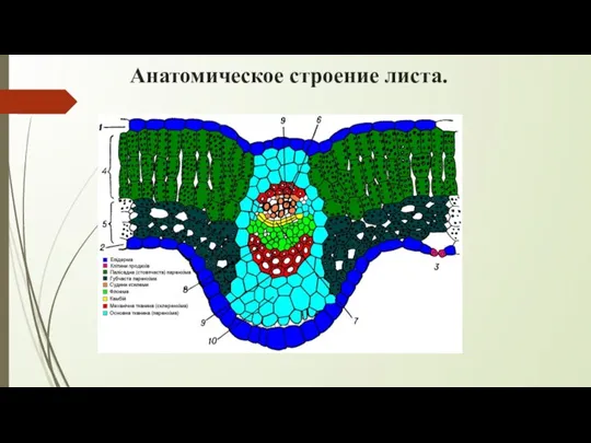 Анатомическое строение листа.