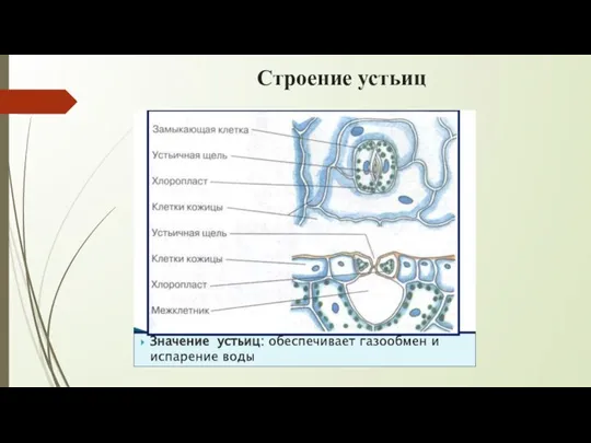 Строение устьиц