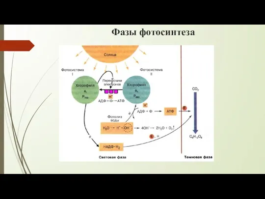 Фазы фотосинтеза