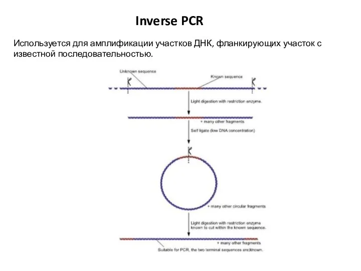 Inverse PCR Используется для амплификации участков ДНК, фланкирующих участок с известной последовательностью.