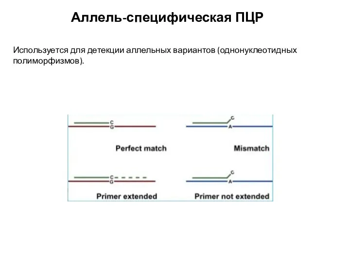 Аллель-специфическая ПЦР Используется для детекции аллельных вариантов (однонуклеотидных полиморфизмов).