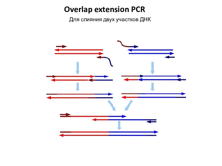 Overlap extension PCR Для слияния двух участков ДНК