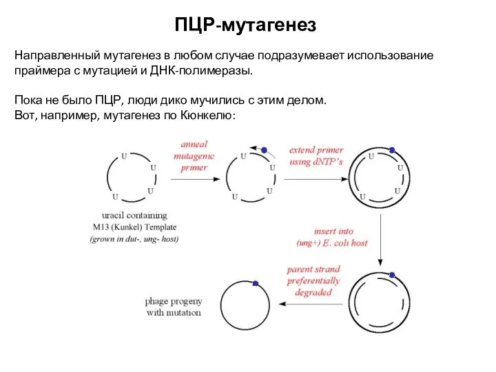 ПЦР-мутагенез Направленный мутагенез в любом случае подразумевает использование праймера с мутацией и