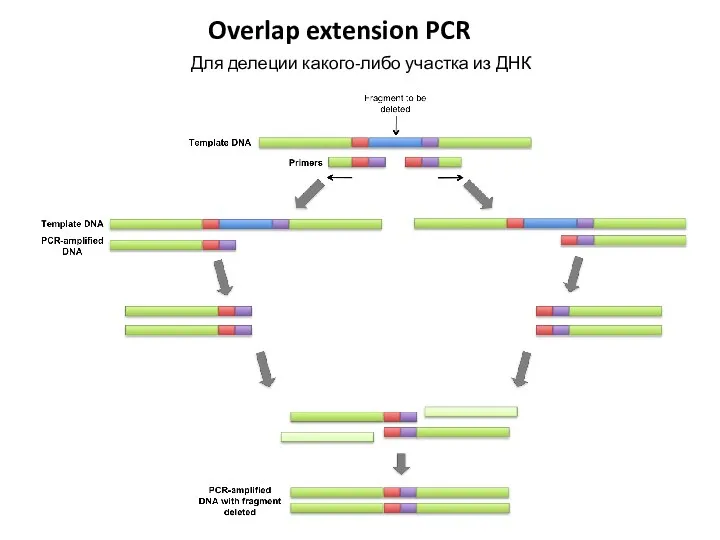 Overlap extension PCR Для делеции какого-либо участка из ДНК