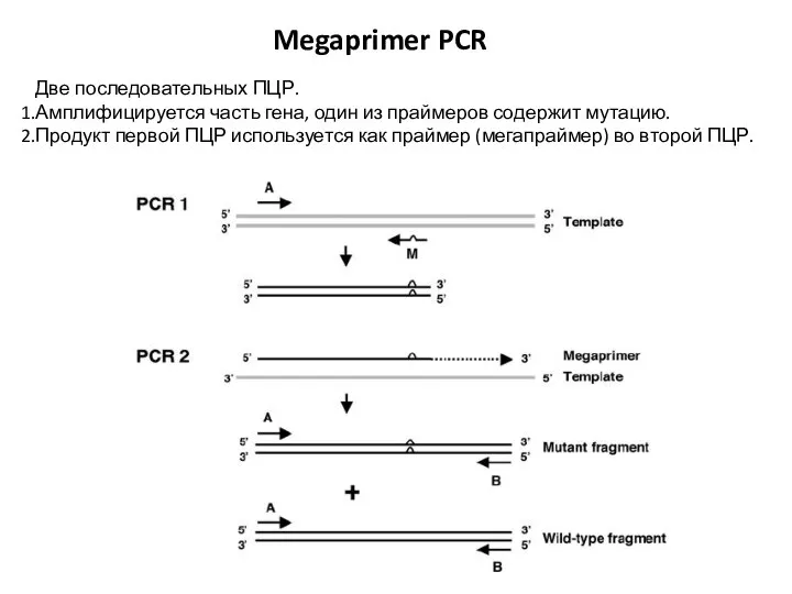 Megaprimer PCR Две последовательных ПЦР. Амплифицируется часть гена, один из праймеров содержит