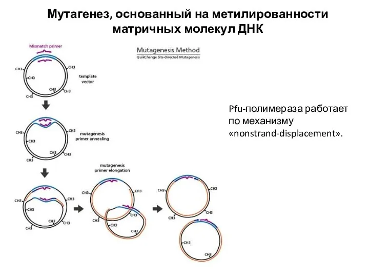 Мутагенез, основанный на метилированности матричных молекул ДНК Pfu-полимераза работает по механизму «nonstrand-displacement».