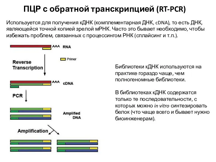 ПЦР с обратной транскрипцией (RT-PCR) Используется для получения кДНК (комплементарная ДНК, cDNA),