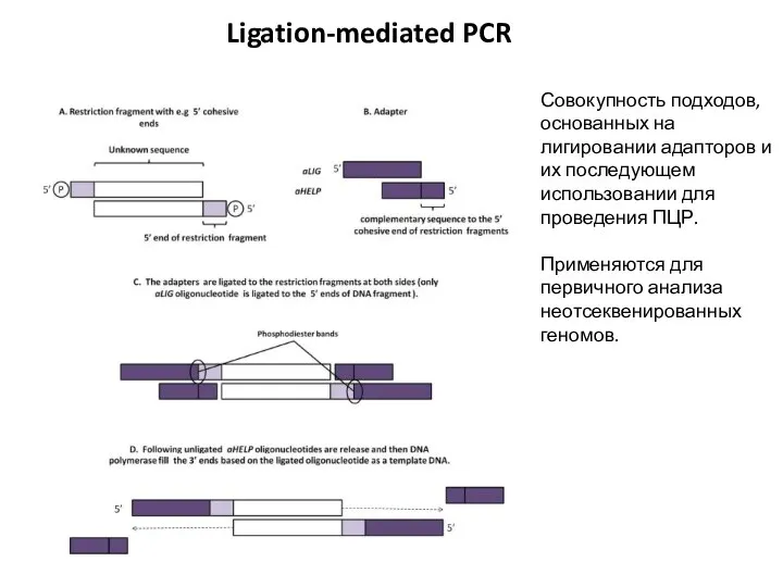 Ligation-mediated PCR Совокупность подходов, основанных на лигировании адапторов и их последующем использовании