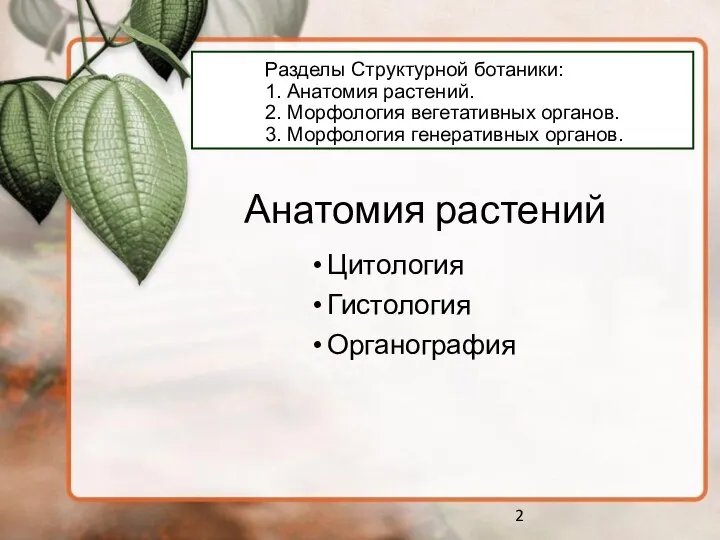 Анатомия растений Цитология Гистология Органография Разделы Структурной ботаники: 1. Анатомия растений. 2.