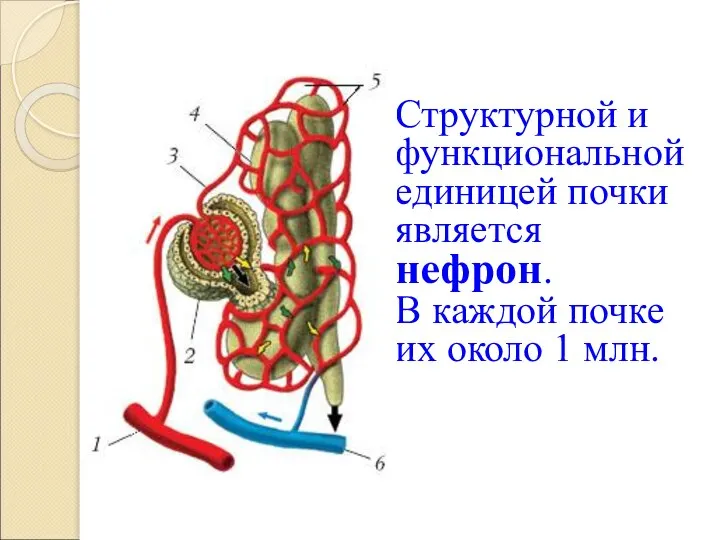 Структурной и функциональной единицей почки является нефрон. В каждой почке их около 1 млн.