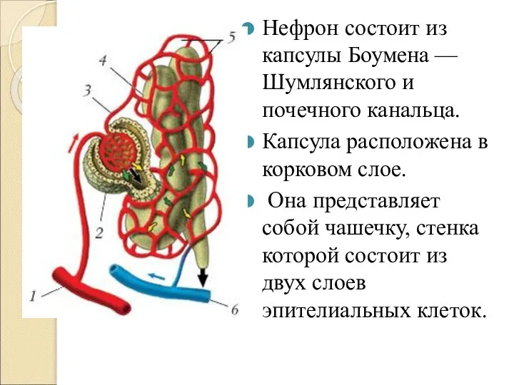 Нефрон состоит из капсулы Боумена — Шумлянского и почечного канальца. Капсула расположена