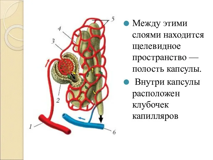 Между этими слоями находится щелевидное пространство — полость капсулы. Внутри капсулы расположен клубочек капилляров