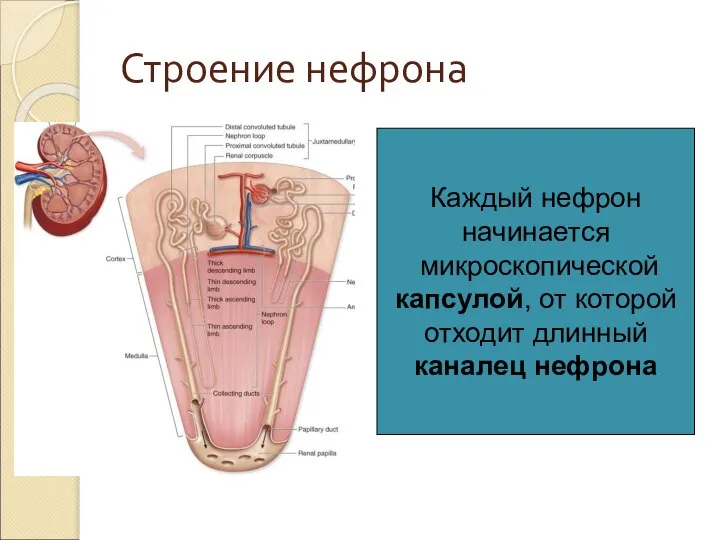 Строение нефрона Каждый нефрон начинается микроскопической капсулой, от которой отходит длинный каналец нефрона