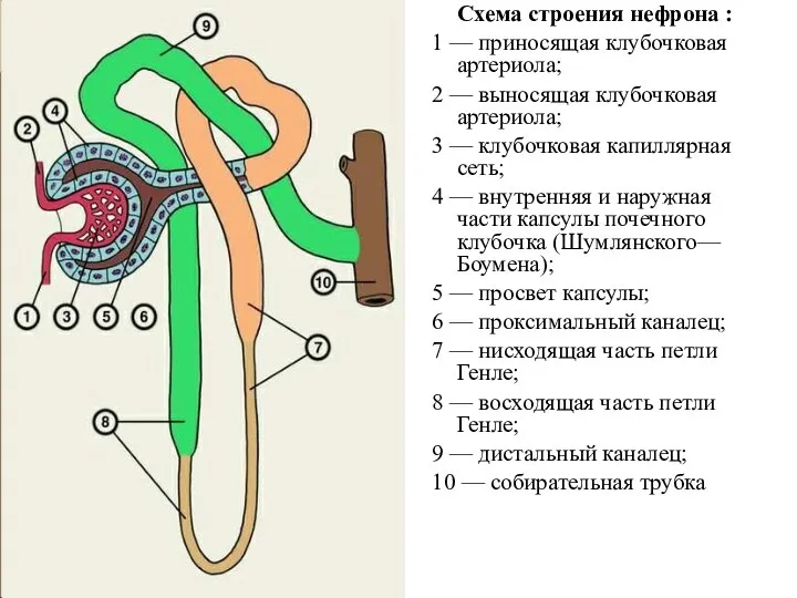 Схема строения нефрона : 1 — приносящая клубочковая артериола; 2 — выносящая