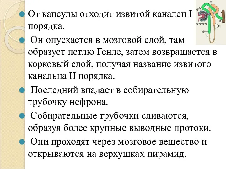 От капсулы отходит извитой каналец I порядка. Он опускается в мозговой слой,