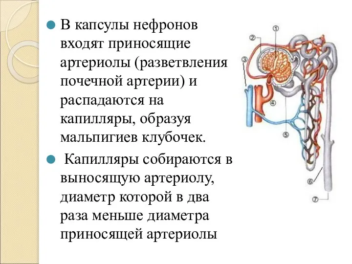 В капсулы нефронов входят приносящие артериолы (разветвления почечной артерии) и распадаются на