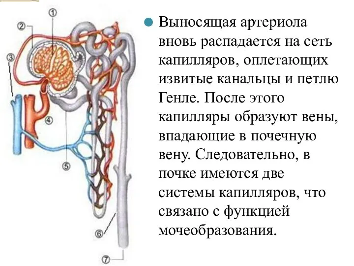 Выносящая артериола вновь распадается на сеть капилляров, оплетающих извитые канальцы и петлю