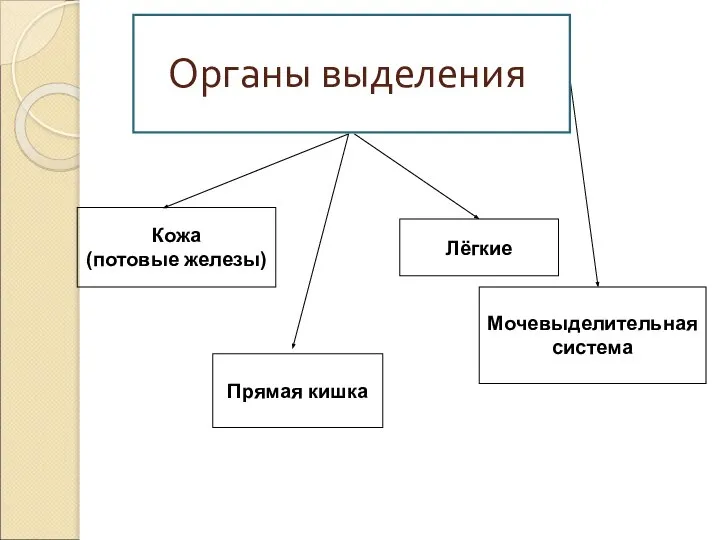 Органы выделения Кожа (потовые железы) Прямая кишка Лёгкие Мочевыделительная система