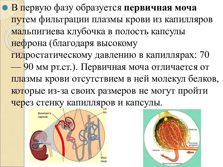 В первую фазу образуется первичная моча путем фильтрации плазмы крови из капилляров