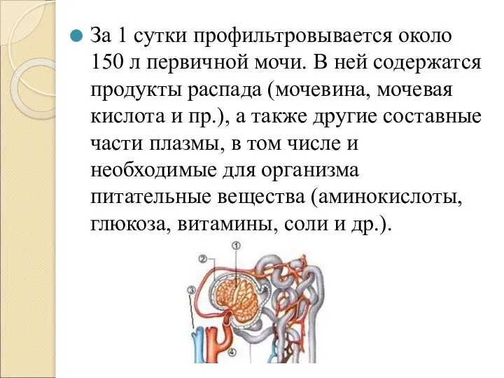 За 1 сутки профильтровывается около 150 л первичной мочи. В ней содержатся