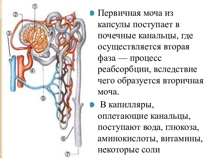 Первичная моча из капсулы поступает в почечные канальцы, где осуществляется вторая фаза