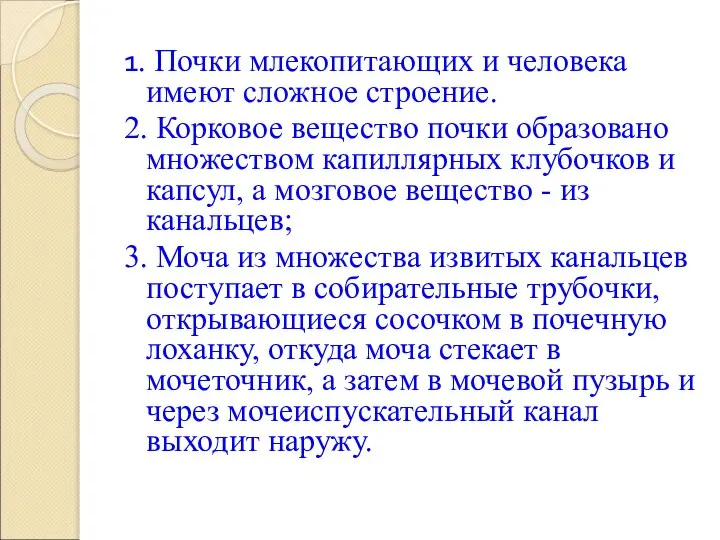 1. Почки млекопитающих и человека имеют сложное строение. 2. Корковое вещество почки