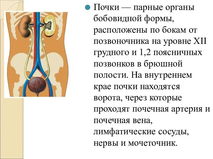 Почки — парные органы бобовидной формы, расположены по бокам от позвоночника на