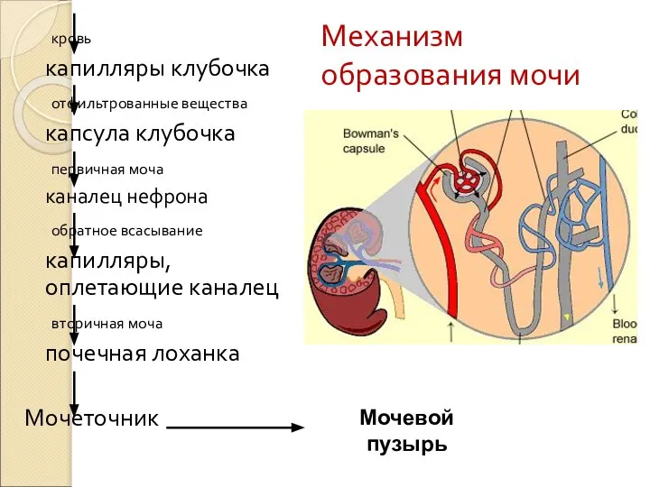 Механизм образования мочи кровь капилляры клубочка отфильтрованные вещества капсула клубочка первичная моча