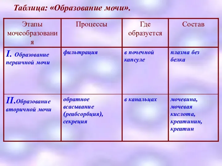 Таблица: «Образование мочи».