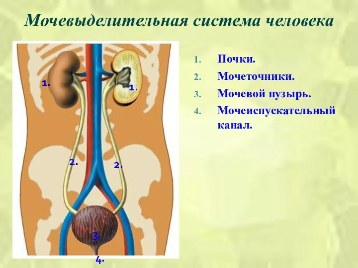 Мочевыделительная система человека 1. 2. 3. 4. 1. 2. Почки. Мочеточники. Мочевой пузырь. Мочеиспускательный канал.