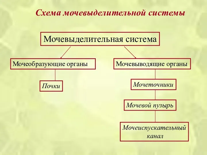 Схема мочевыделительной системы Мочевыделительная система Мочеобразующие органы Мочевыводящие органы Почки Мочеточники Мочевой пузырь Мочеиспускательный канал